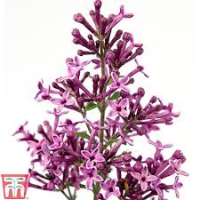 You'll love our great select of plants at the lowest prices. Lilac Bloomerang Dark Purple Plants Thompson Morgan
