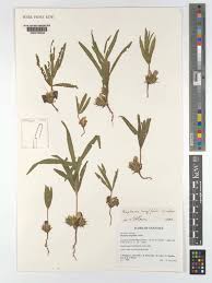 Image result for Brachystegia longifolia