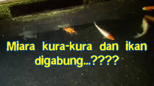Berbagai Jenis Kura Kura Digabung Dalam Satu Kolam Amaaannn Ini Buktinya Youtube