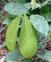 Image result for Garcinia kingaensis