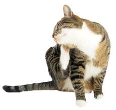 The mites live on the skin surface; Allergies In Cats