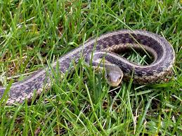 Looking for snakes in your yard or other residential areas is pretty easy. Pictures To Identify Garden Snake Types Lovetoknow