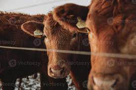 Brown furry Cow hidden behind the ear of another cow, both are staring  straight to the camera behind the fence 16683131 Stock Photo at Vecteezy