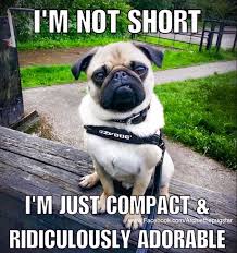 Pin On Pug Meme
