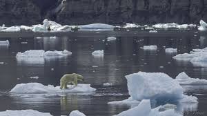 Polar bears actually have black skin and hollow, colourless hair. Polar Bears Aren T Fast Enough Swimmers To Keep Up With Seals If They Escape Into The Water So Instead They Crouch By The Sea Polar Bear Polar Polar Bear Diet