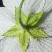 Image result for Kosteletzkya grantii