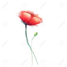 A wide variety of poppy flower painting options are available to you, such as subjects, style, and support base. Watercolor Painting Poppy Flower Isolated Flowers On White Background Stock Photo Picture And Royalty Free Image Image 59852124