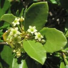 Image result for Triplochiton zambesiacus