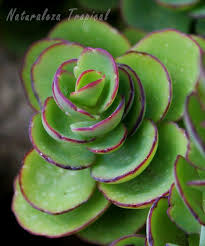 Te Presento Una De Mis Suculentas Preferidas Ademas Facilisima De Cultivar Suculentas Plantas Crasas Plantas Suculentas
