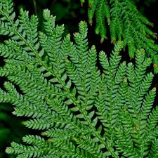 Image result for Selaginella tenerrima