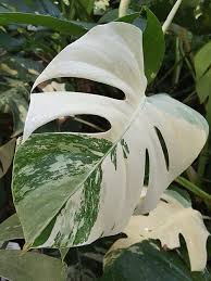 Comprar Monstera Variegata Es