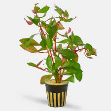 Image result for Ludwigia