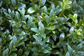 Visit the tree center online to buy a healthy boxwood shrub. English Boxwood Is It Worth It Gardenista