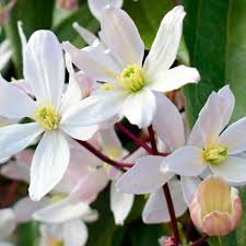Check spelling or type a new query. Clematis Armandii Winterbluhende Sorten Clematis Online Kaufen