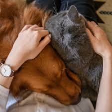 The pet wellness clinic, llc, fort collins, co. Pet Wellness Colleyville Animal Clinic