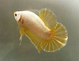 Yellow Dragon Betta Betta Fish Siamese Fighting Fish Pretty Fish