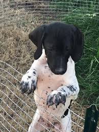 Contact us, or visit our website for information on upcoming litters, and the availability of our started & finished gundogs. Registered English Pointer Puppy For Sale Nex Tech Classifieds