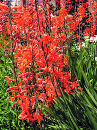 Image result for Maranthes floribunda