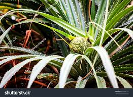 Image result for Pandanaceae