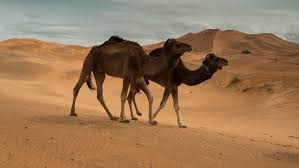 It is a special day when we see snow. Camels At Erg Chebbi Dunes Stock Footage Video 100 Royalty Free 10136831 Shutterstock