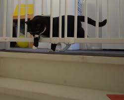 Patrull Kidcat Ikea Hackers In 2020 Baby Safety Gate Safety Gate Cat Door