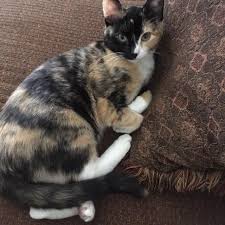 Off the street but needs (1) rescue, (2) vet care for her painful mouth ulcers & (3) a lovely name! Calico Kittens For Sale In Ga Petfinder