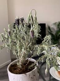 Some shrubs can take severe pruning and hatracking, but pruning lavender too hard would kill it. Help My Lavender Plant Is Dying Any Tips On How To Revive My Plant Plants