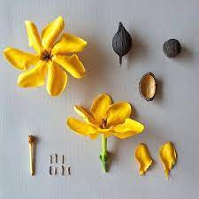 G A R D E N I A Carinata Syn Gardenia Tubifera Var Kula Botanical Study And Deconstruction Of Flowering Parts And Dry Cvety Risunki Cvetov Cvety Iz Gliny