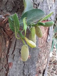 Image result for Artocarpus heterophyllus