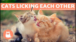 Why do cats lick other cats private areas? Why Do Cats Lick Each Other Youtube