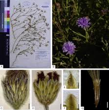 Image result for Vernonia centaureoides