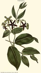 Image result for Parquetina calophylla