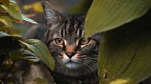 Wallpaper Cat Leaves Hide Glance Animal Ultra Hd 4k Animal Photography 3840x2160 Wallpaper Teahub Io A collection of the top 67 4k nature wallpapers and backgrounds available for download for free. wallpaper cat leaves hide glance