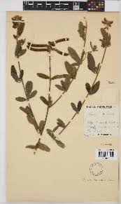 Image result for Tephrosia paniculata