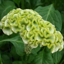 Celosia Spring Green Celosia Flower Flower Seeds Green Wedding Flowers