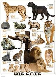 Big Cats Big Cats Art Wild Cats Cat Posters