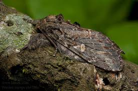 Image result for Peridea anceps