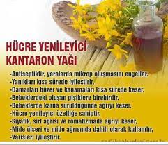 Kantaron Yagi Ile Cilt Beyazlar Mi Kantaron Yagi Goz Cevresine Surulur Mu Herbalism Health Skin Care Natural Health