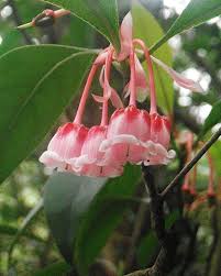 ericaceae 杜鵑花科 chinese new year flower enkianthus quinqueflorus 吊鐘 amazing flowers chinese new year flower asian flowers