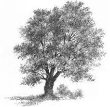 Image Result For Tree Drawings In Pencil Tree Drawing Landscape Drawings Tree Pencil Sketch