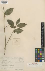 Image result for Brachystephanus