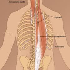 Upper Back Muscles Medical Art Library