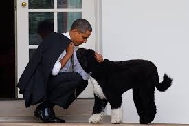 Bo, the obama family dog, has died, according to the former president. 99tc7ebnuurotm