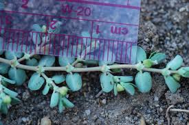 Image result for Euphorbia serpens