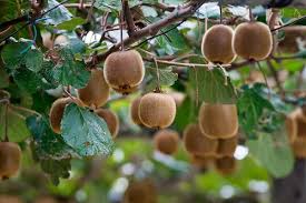 In order for the plant to set fruit, both male and female kiwi vines are necessary; How To Grow Kiwi In A Pot Growing Kiwi In Containers