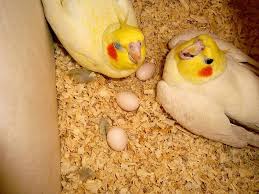 Cockatiels In The Nesting Box Caturras Na Caixa De Nidificacao Calopsita Filhote De Calopsita Passaro Calopsita