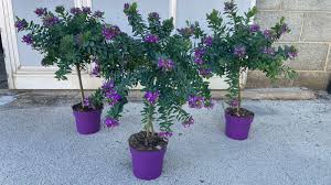 Image result for Polygala myriantha