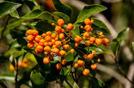 Another type of locust tree is the black locust tree which is highly toxic but good for making honey. Orange Berries Tree Fruit Free Photo On Pixabay