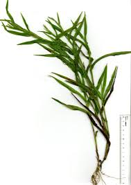 Image result for Hackelochloa granularis