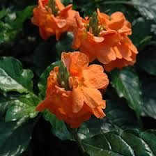 Image result for Crossandra